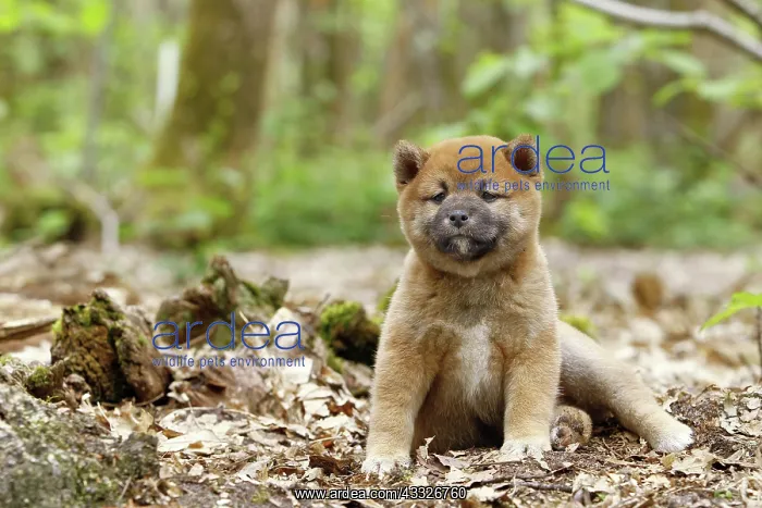 : 80192030 Dog - Shiba Inu puppy Ardea_LA_47C9445 : 80192030 Dog - Shiba Inu puppy Ardea_LA_47C9445