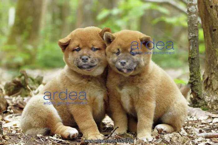 : 80192031 Dog - Shiba Inu puppies Ardea_LA_47C9453 : 80192031 Dog - Shiba Inu puppies Ardea_LA_47C9453