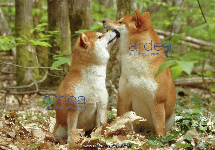  : 80192032 Dog - Shiba Inu Ardea_LA_47C9564 Jean-Michel