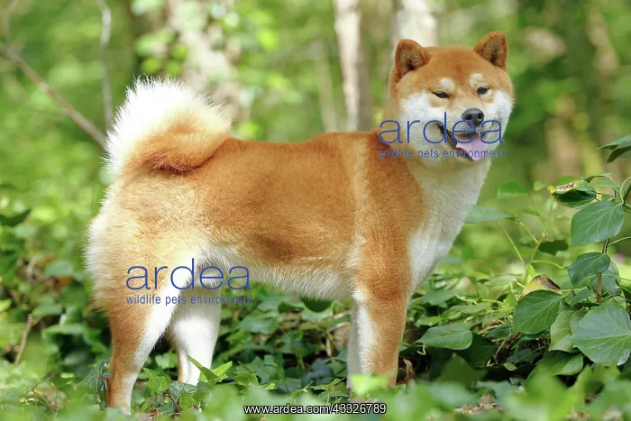 : 80192033 Dog - Shiba Inu Ardea_LA_47C8471 Jean-Michel : 80192033 Dog - Shiba Inu Ardea_LA_47C8471 Jean-Michel