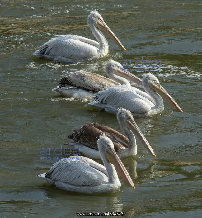 : 80192039 Dalmatian Pelicans - feeding at river outfall : 80192039 Dalmatian Pelicans - feeding at river outfall