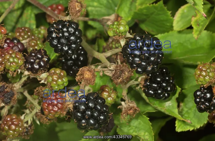 : 80192043 Ripening blackberries - blackberry in a : 80192043 Ripening blackberries - blackberry in a