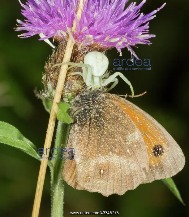: 80192044 Crab-spider - female - with its prey - : 80192044 Crab-spider - female - with its prey -