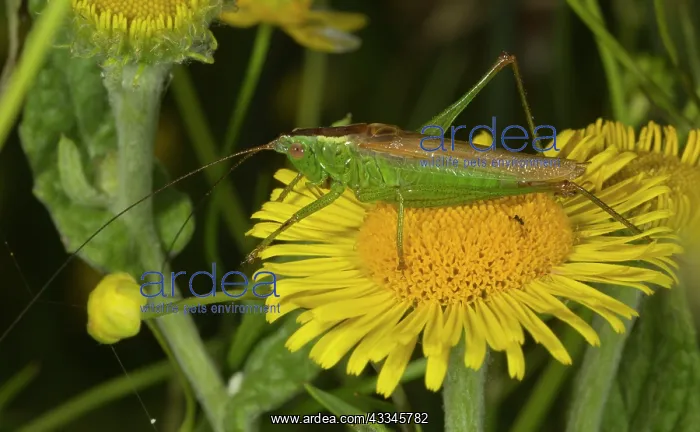 : 80192045 Long-winged Conehead - male on fleabane : 80192045 Long-winged Conehead - male on fleabane