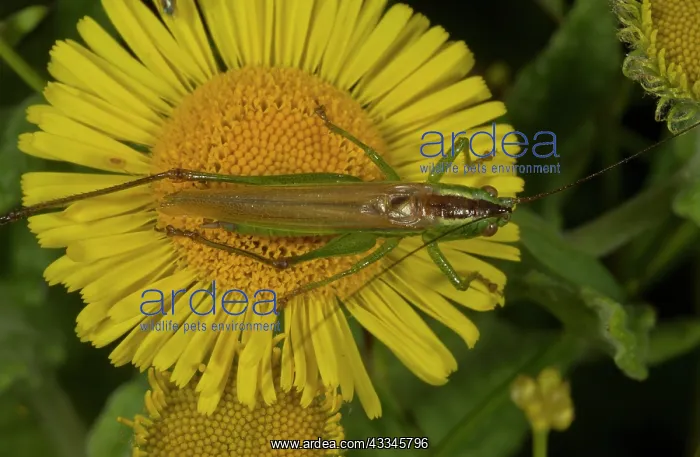 : 80192046 Long-winged Conehead - male on fleabane : 80192046 Long-winged Conehead - male on fleabane