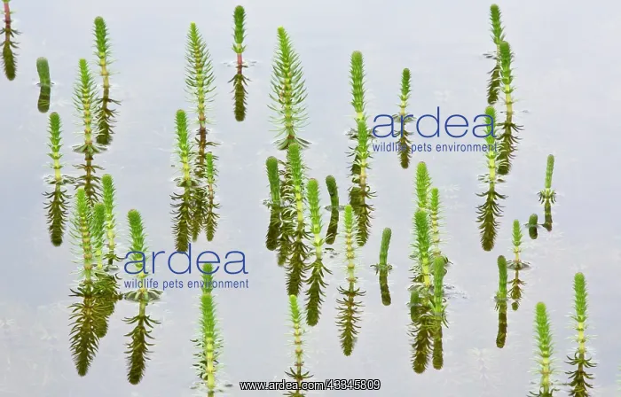 : 80192051 Mare's tail - in shallow lake on limestone : 80192051 Mare's tail - in shallow lake on limestone