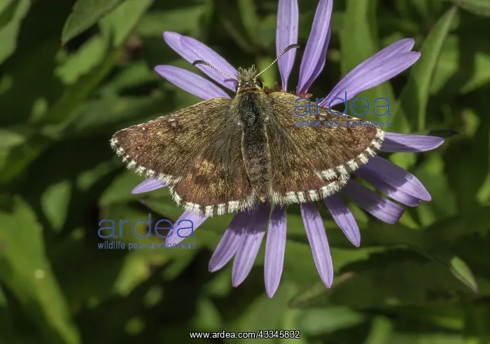 : 80192054 Warren's Skipper - on siberian aster Italian : 80192054 Warren's Skipper - on siberian aster Italian