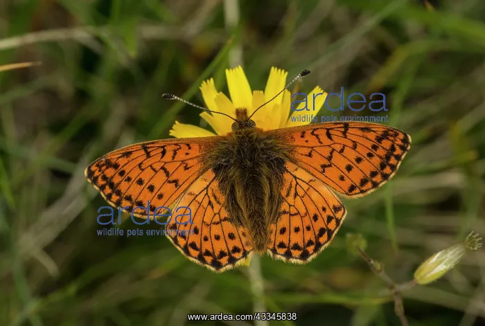 : 80192055 Shepherd's Fritillary - on hawkbit at 2500 : 80192055 Shepherd's Fritillary - on hawkbit at 2500