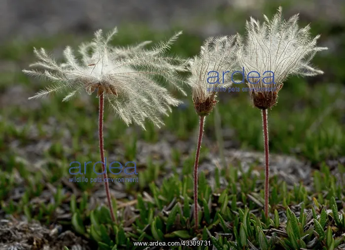  : 80192059 Entire-leaved mountain avens in fruit -
