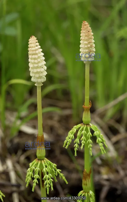 : 80192061 Wood Horsetail - with fertile fronds Equisetum : 80192061 Wood Horsetail - with fertile fronds Equisetum