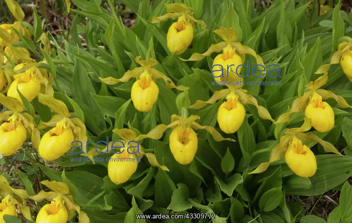 : 80192063 Yellow Lady's slipper - in flower on limestone : 80192063 Yellow Lady's slipper - in flower on limestone