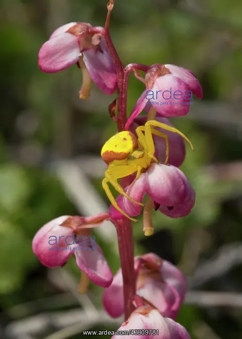 : 80192064 Yellow Crab-spider on Liverleaf wintergreen : 80192064 Yellow Crab-spider on Liverleaf wintergreen