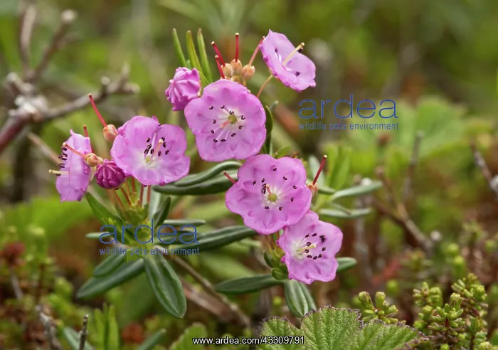 : 80192065 Bog-laurel or swamp laurel in damp boreal : 80192065 Bog-laurel or swamp laurel in damp boreal