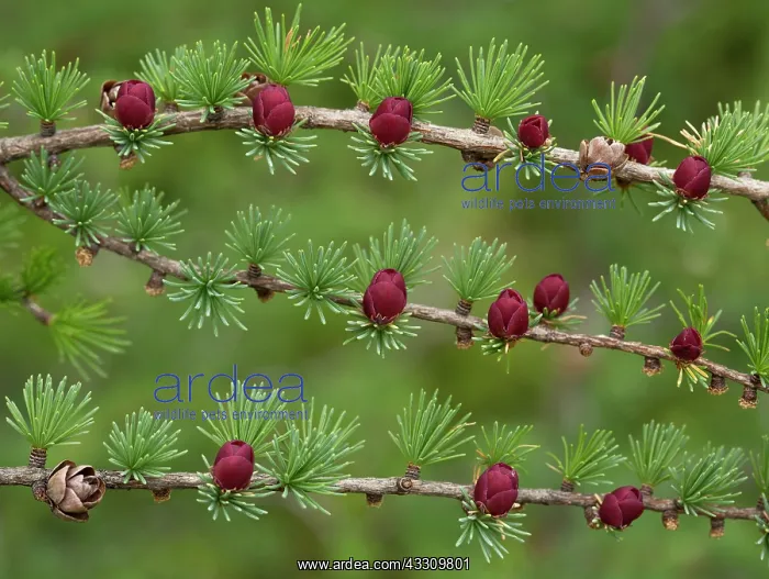  : 80192066 Tamarack - or eastern larch - with female