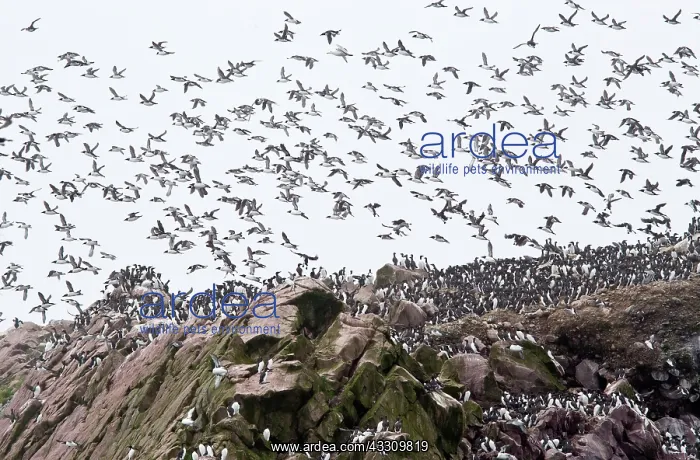 : 80192068 Common Murres or common guillemots in flight : 80192068 Common Murres or common guillemots in flight