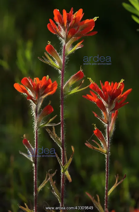 : 80192071 Scarlet Indian paintbrush - in flower Ontario : 80192071 Scarlet Indian paintbrush - in flower Ontario