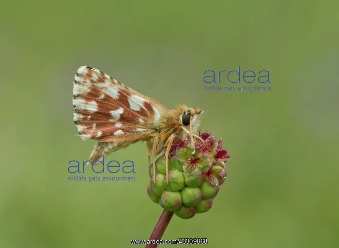 : 80192073 Red underwing skipper - settled on salad : 80192073 Red underwing skipper - settled on salad