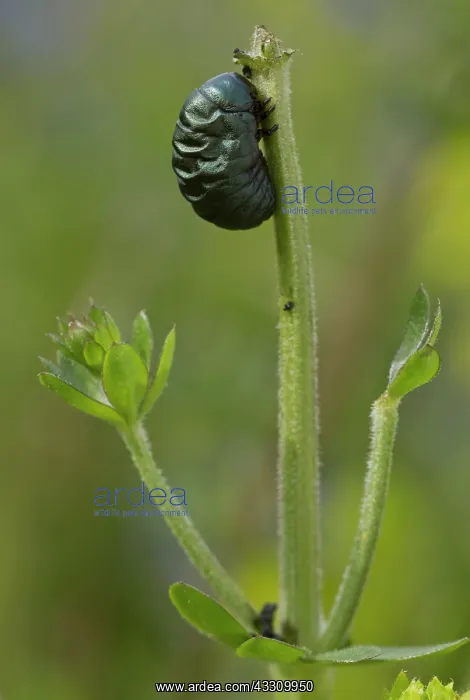  : 80192081 Larva of bloody-nosed beetle - feeding