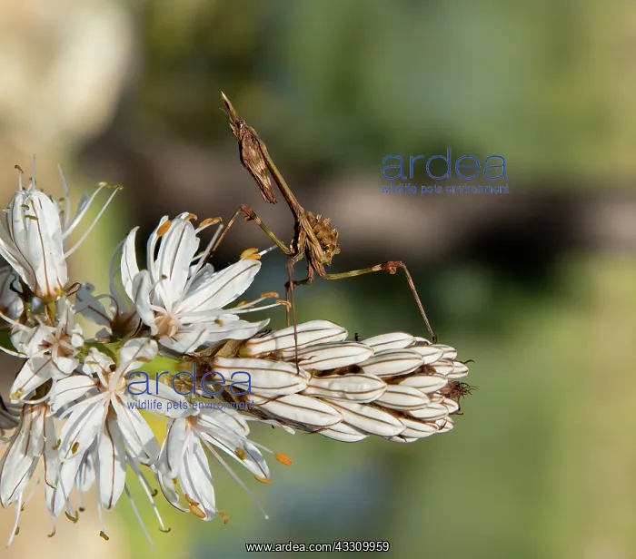: 80192082 Nymph of Conehead mantis - on White Ashodel : 80192082 Nymph of Conehead mantis - on White Ashodel