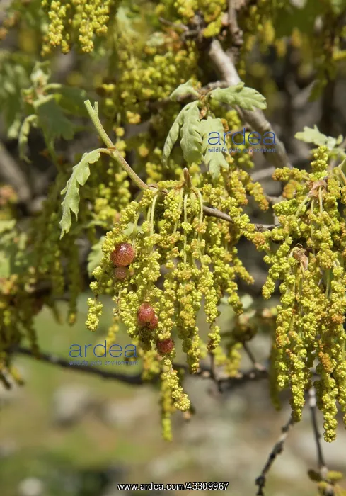  : 80192083 White Oak  /  Downy  /  Pubescent Oak Lesvos