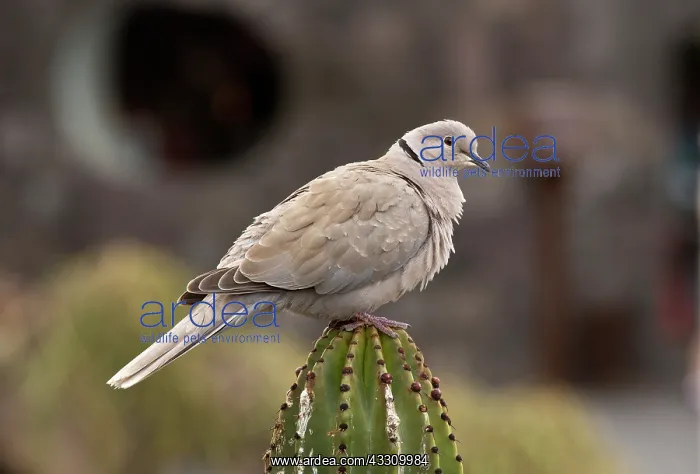 : 80192085 Eurasian collared dove - on cactus Lanzarote : 80192085 Eurasian collared dove - on cactus Lanzarote