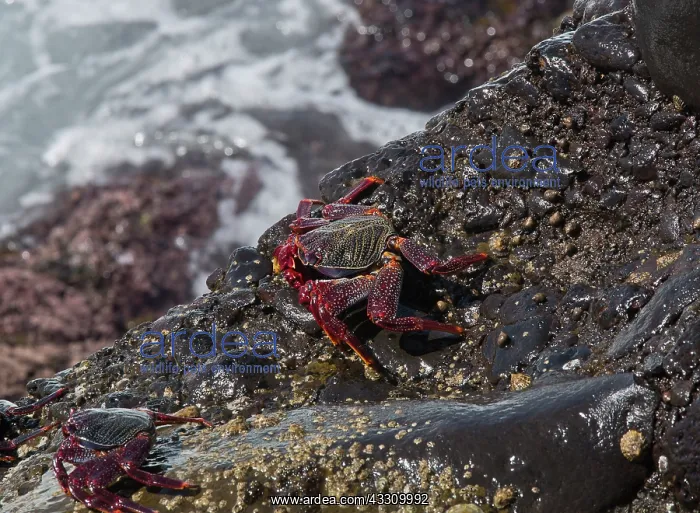 : 80192086 Atlantic Rock Crab - on the edge of the : 80192086 Atlantic Rock Crab - on the edge of the