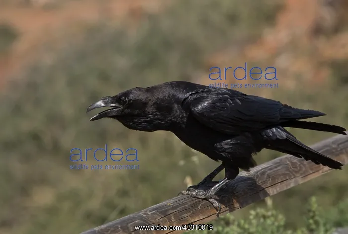 : 80192089 Canaries / North African subspecies of Raven : 80192089 Canaries / North African subspecies of Raven