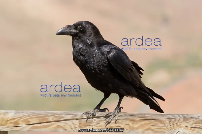 : 80192090 Canaries / North African subspecies of Raven : 80192090 Canaries / North African subspecies of Raven