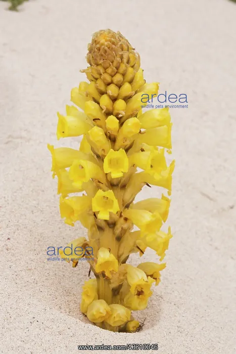 : 80192092 Yellow Cistanche - a parasitic member of : 80192092 Yellow Cistanche - a parasitic member of