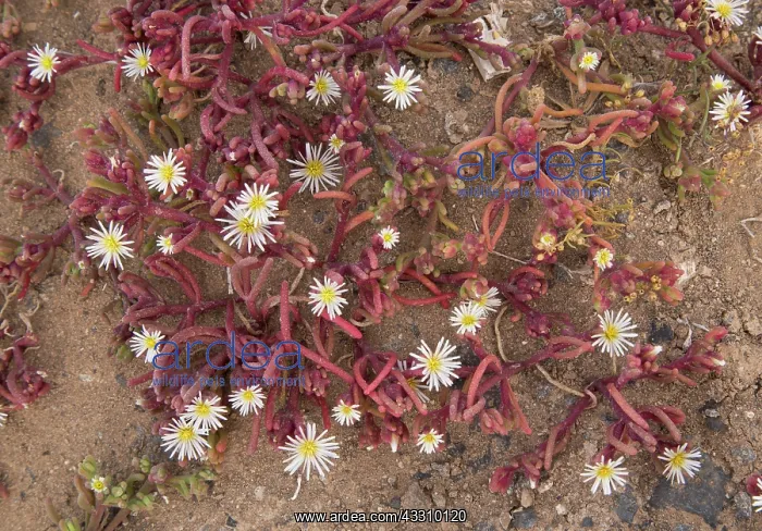 : 80192098 Slenderleaf iceplant - an annual member : 80192098 Slenderleaf iceplant - an annual member