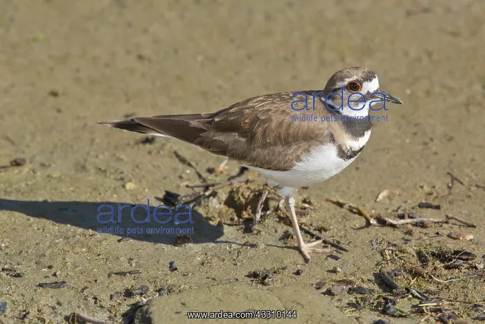 : 80192100 Killdeer - poised on sandy beach - winter : 80192100 Killdeer - poised on sandy beach - winter