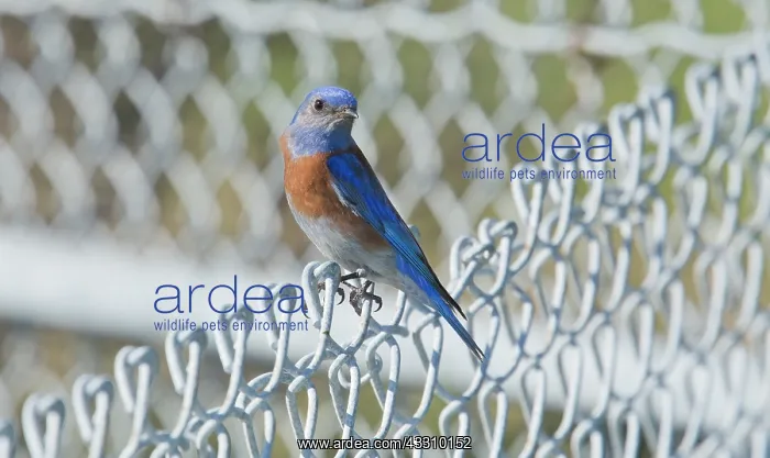 : 80192101 Male Western Bluebird - perched on fence : 80192101 Male Western Bluebird - perched on fence