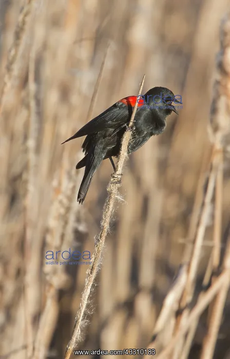 : 80192104 Male Red-winged Blackbird - calling at : 80192104 Male Red-winged Blackbird - calling at