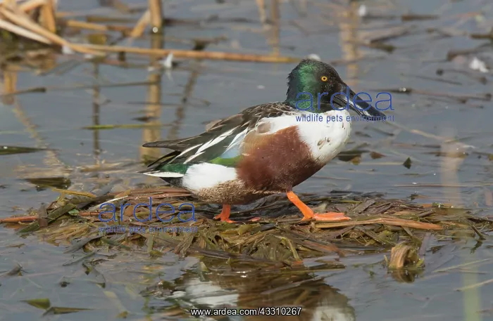 : 80192111 Male Northern Shoveler in winter in coastal : 80192111 Male Northern Shoveler in winter in coastal
