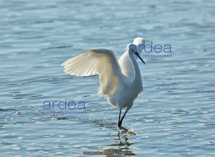 : 80192113 Snowy Egret - hunting in shallow water : 80192113 Snowy Egret - hunting in shallow water