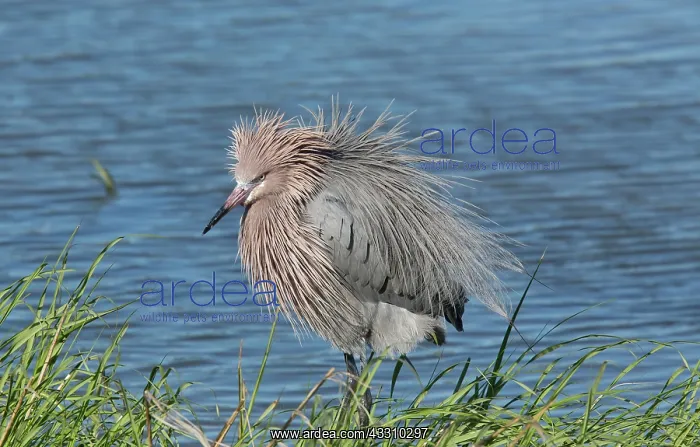 : 80192114 Reddish Egret - preening Texas, USA Egretta : 80192114 Reddish Egret - preening Texas, USA Egretta
