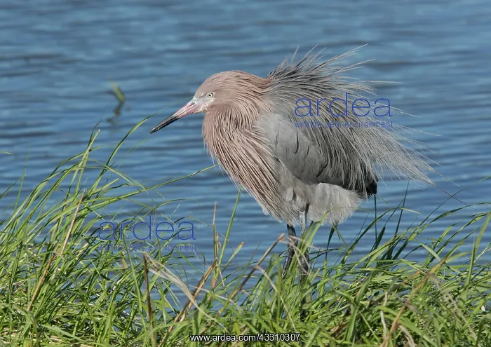 : 80192115 Reddish Egret - preening Texas, USA Egretta : 80192115 Reddish Egret - preening Texas, USA Egretta