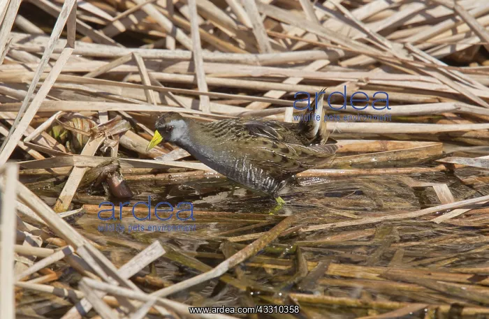 : 80192119 Sora - adult feeding on lake edge in winter : 80192119 Sora - adult feeding on lake edge in winter