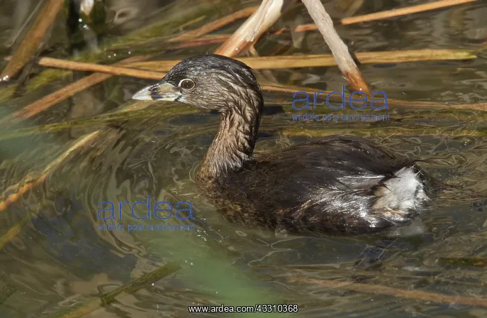  : 80192120 Adult Pied-billed Grebe - on coastal lagoon