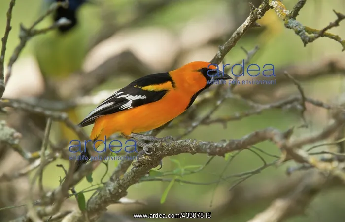 : 80192124 Altamira Oriole - perched on branch Rio : 80192124 Altamira Oriole - perched on branch Rio