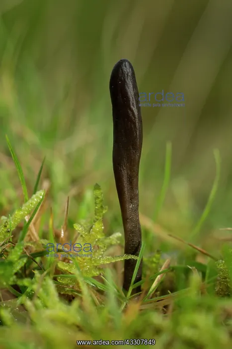 : 80192128 An earthtongue - Geoglossum fallax on anthill : 80192128 An earthtongue - Geoglossum fallax on anthill