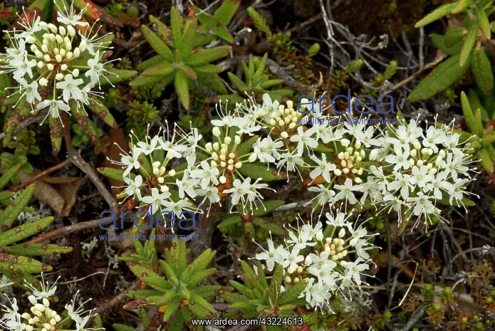 : 80192140 Labrador tea - in flower in boggy area : 80192140 Labrador tea - in flower in boggy area