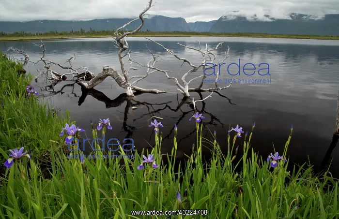 : 80192146 Wild Irises or Blue Flag around Jerry's : 80192146 Wild Irises or Blue Flag around Jerry's