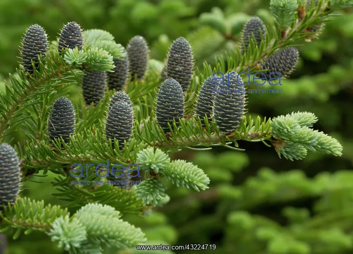 : 80192147 Female cones of Balsam Fir Newfoundland : 80192147 Female cones of Balsam Fir Newfoundland