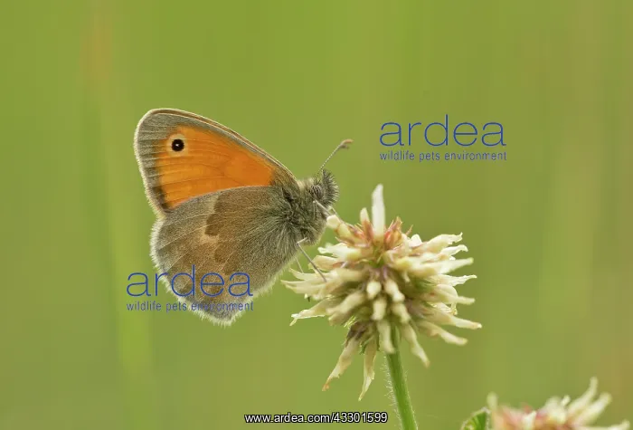 : 80192162 Small heath butterfly - perched on White : 80192162 Small heath butterfly - perched on White
