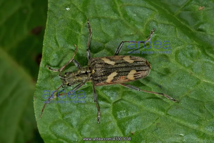 : 80192165 Two-banded Longhorn Beetle - on leaf Rhagium : 80192165 Two-banded Longhorn Beetle - on leaf Rhagium