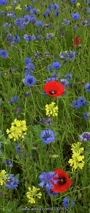: 80192166 Cornfield weeds - especially Cornflower : 80192166 Cornfield weeds - especially Cornflower