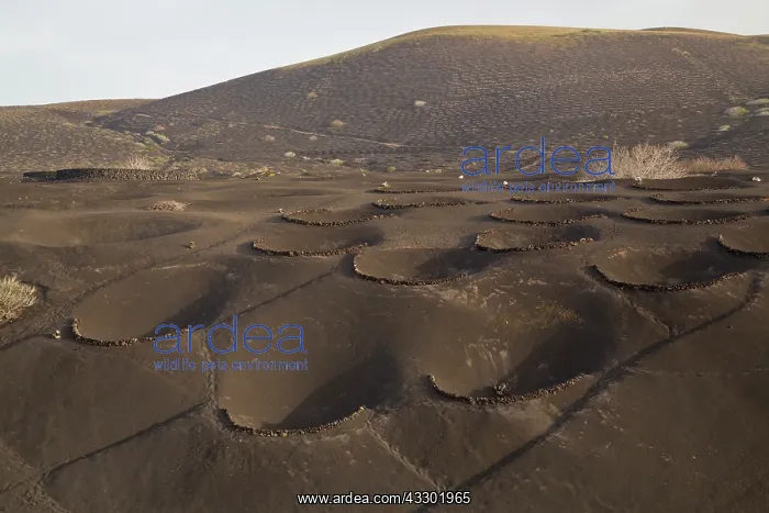 : 80192187 The vineyards of La Geria - on volcanic : 80192187 The vineyards of La Geria - on volcanic