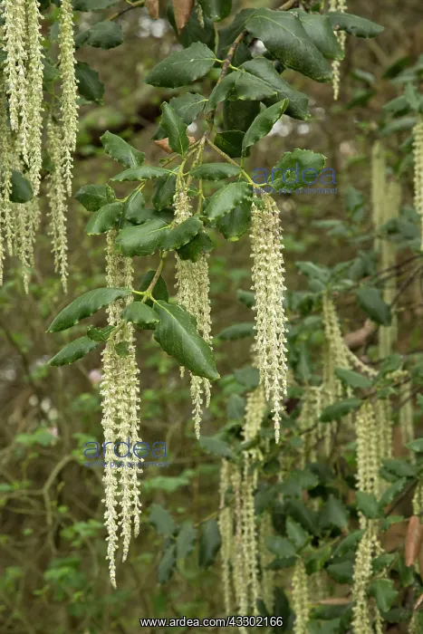 : 80192199 Silk Tassel Bush - Garrya elliptica James : 80192199 Silk Tassel Bush - Garrya elliptica James