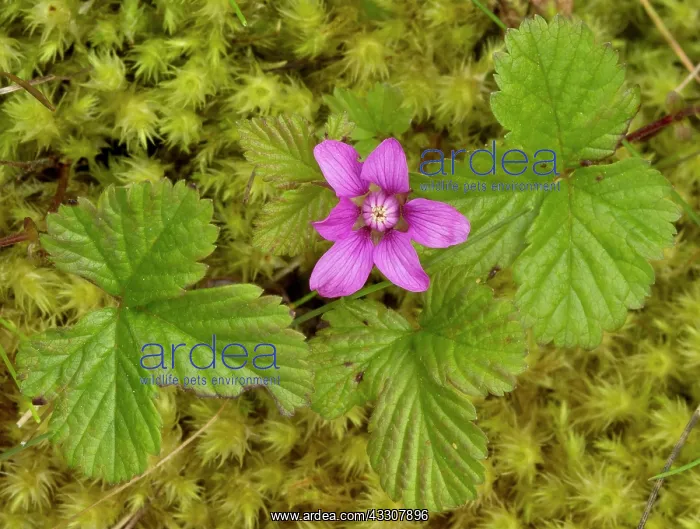 : 80192202 Arctic Bramble / Arctic Raspberry in flower : 80192202 Arctic Bramble / Arctic Raspberry in flower
